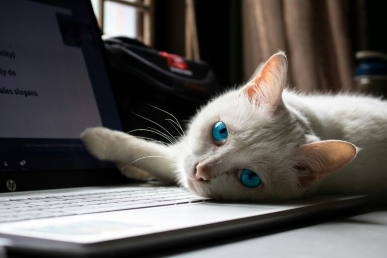 Why Do Cats Sit on Your Laptop? The Science & Quirky Reasons Behind This Behavior