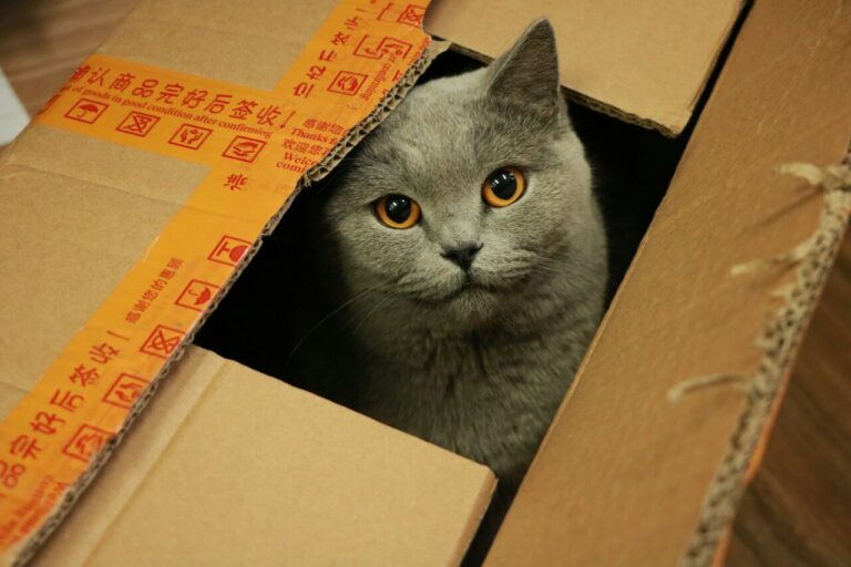 The Science Behind Why Cats Love Boxes